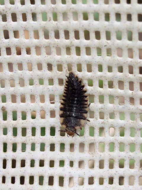 Silphidae - dögbogárfélék