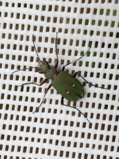 Cicindela campestris - mezei homokfutrinka