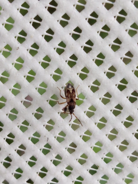Scolopostethus Scolopostethus