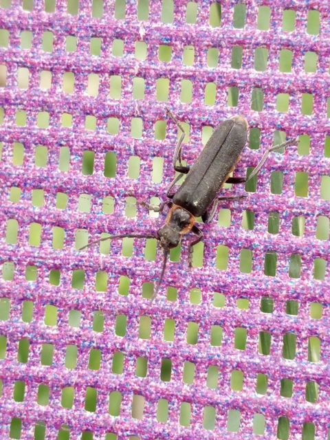 Cantharis