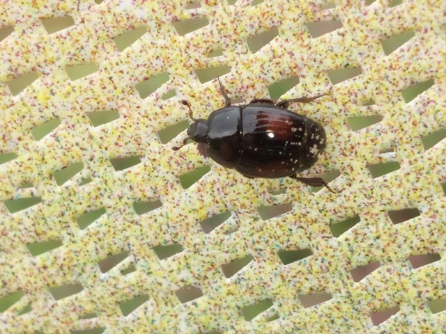 Margarinotus purpurascens - vöröslő sutabogár Margarinotus purpurascens - vöröslő sutabogár