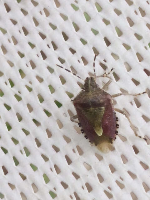 Dolycoris baccarum - közönséges bogyómászó-poloska Dolycoris baccarum - közönséges bogyómászó-poloska