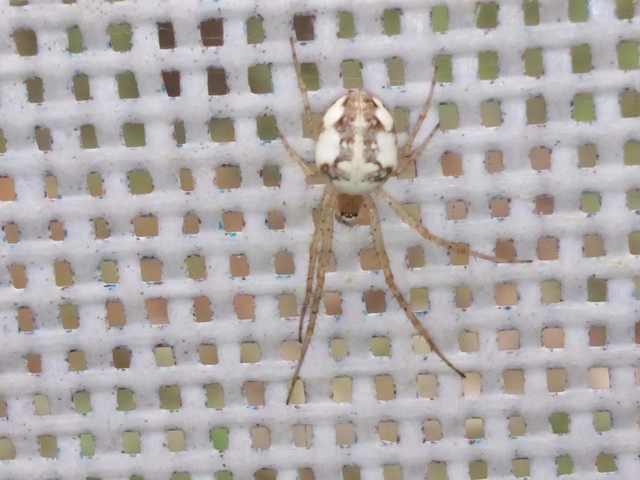 Metellina segmentata/mengei