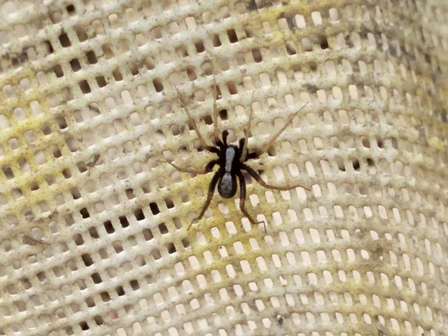 Pardosa alacris/lugubris