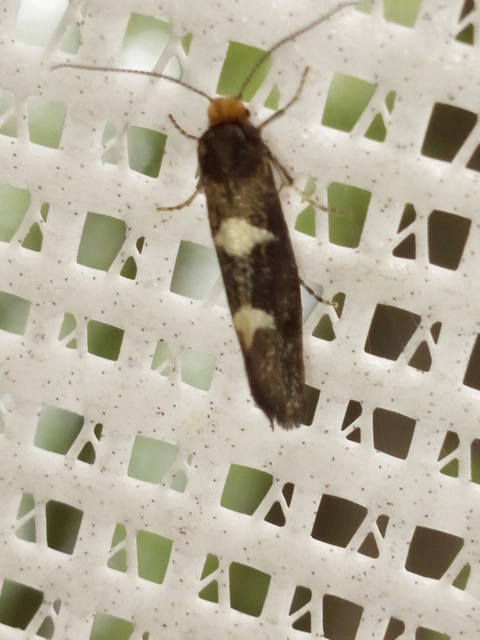 Incurvaria