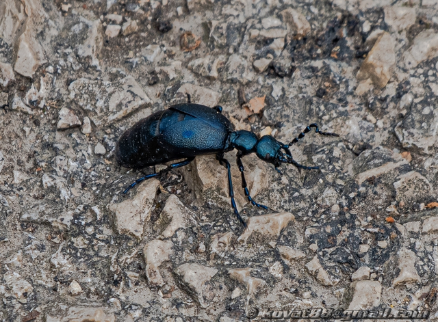 Meloe violaceus - kék nünüke