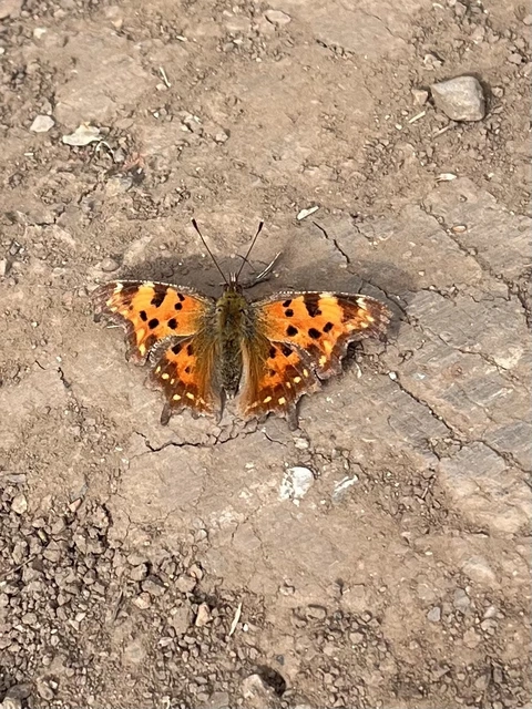 Nymphalis c-album - C-betűs lepke