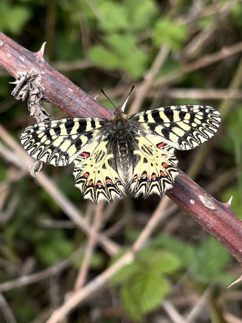 Zerynthia polyxena - farkasalmalepke
