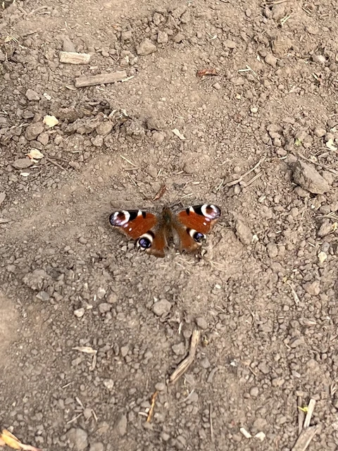 Nymphalis io - nappali pávaszem