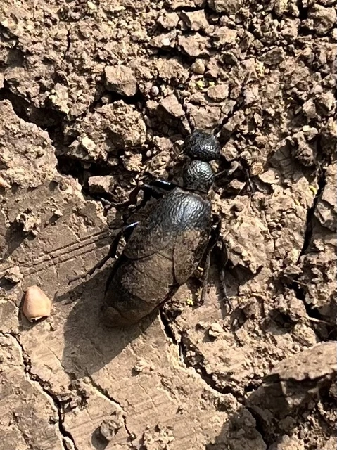 Meloe proscarabaeus - közönséges nünüke