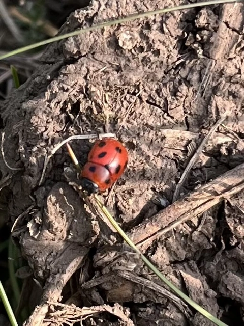 Gonioctena fornicata - közönséges lucernabogár