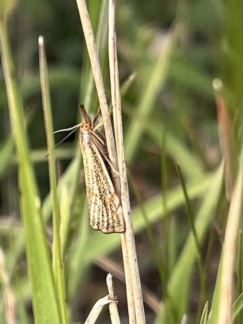 Thisanotia chrysonuchella - tavaszi fűgyökérmoly