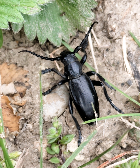 Dorcadion aethiops - fekete gyalogcincér