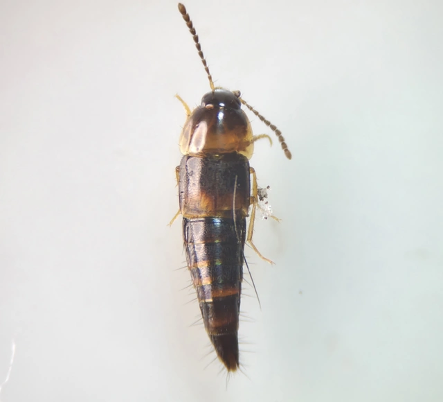 Tachyporus transversalis