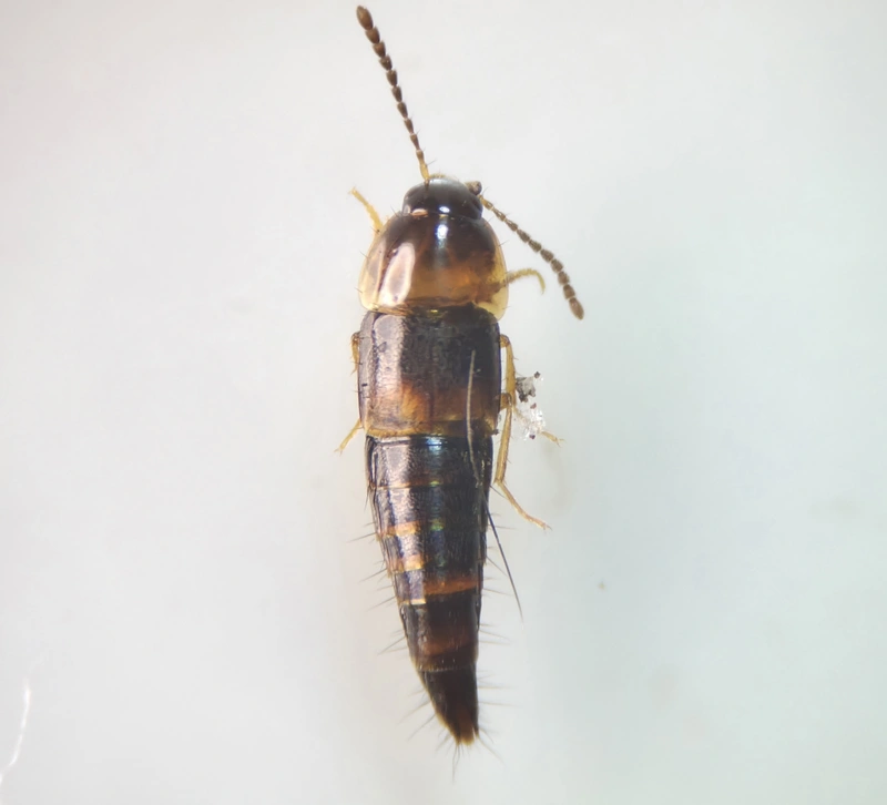 Tachyporus transversalis