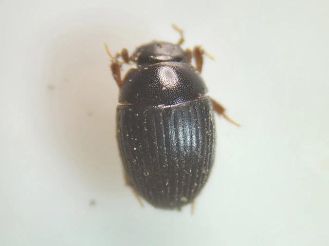 Hydrophilidae - csiborfélék