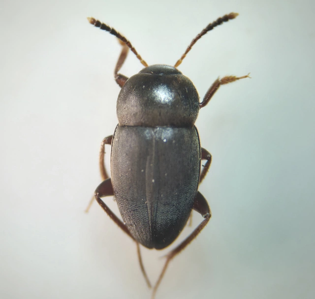 Leiodidae - pecebogárfélék Leiodidae - pecebogárfélék