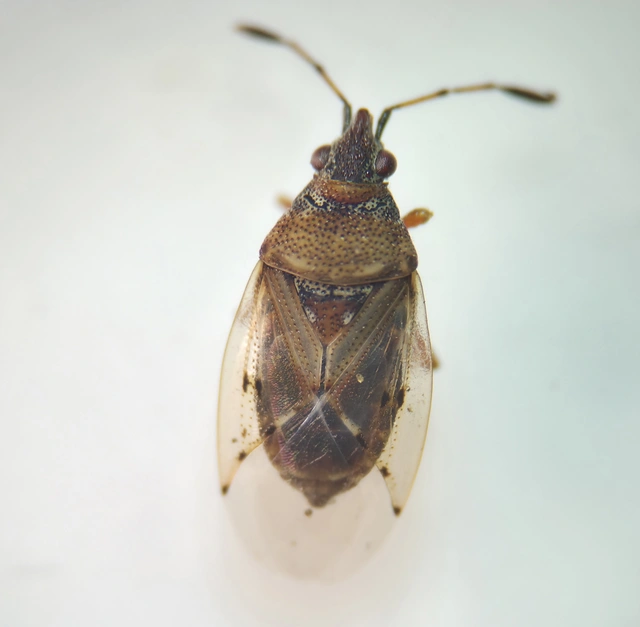 Kleidocerys resedae - nyírbodobács