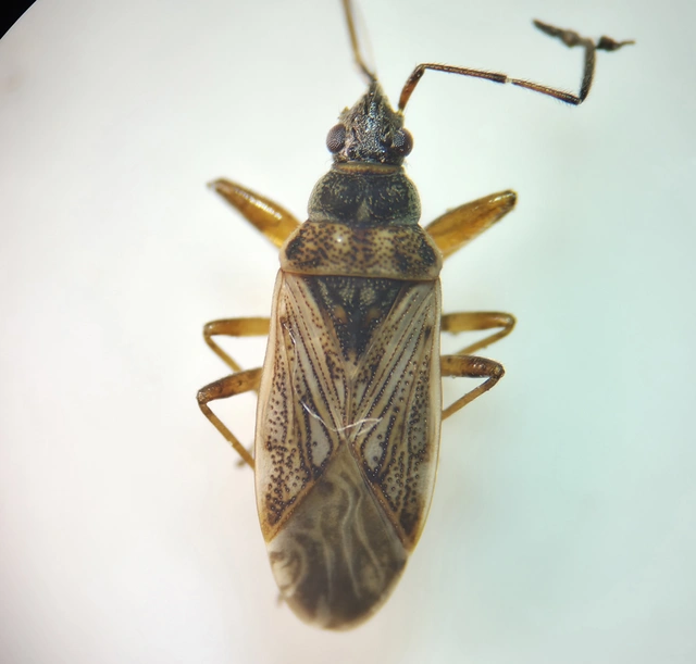 Pachybrachius fracticollis - nyakas bodobács