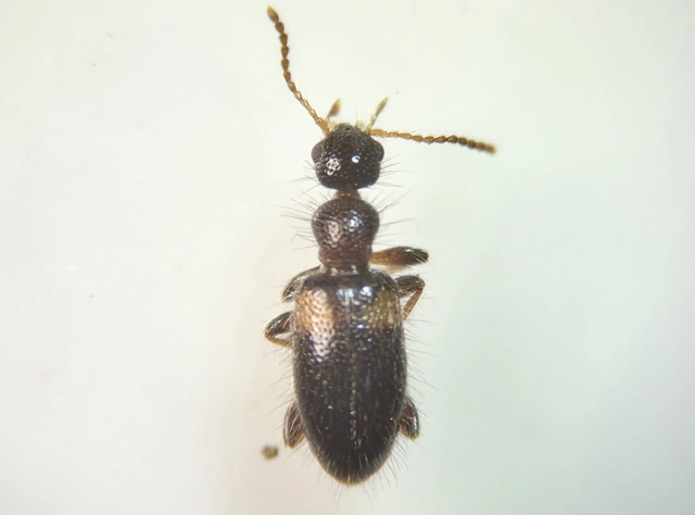 Hirticollis hispidus - szőrös fürgebogár