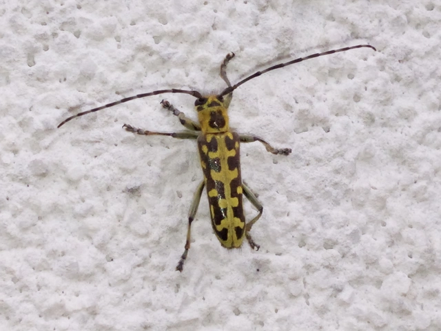 Saperda scalaris - létracincér