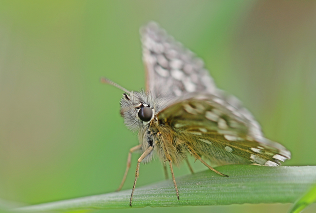 Pyrgus malvae - kis busalepke