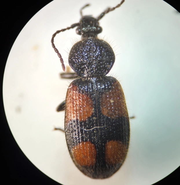 Panagaeus