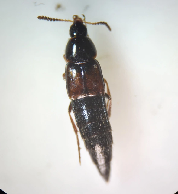 Mycetoporus glaber Mycetoporus glaber