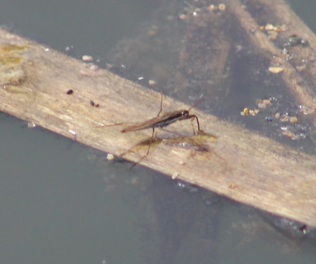 Gerridae - molnárpoloskák
