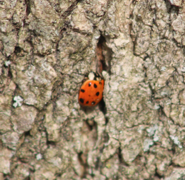 Harmonia axyridis - harlekinkatica