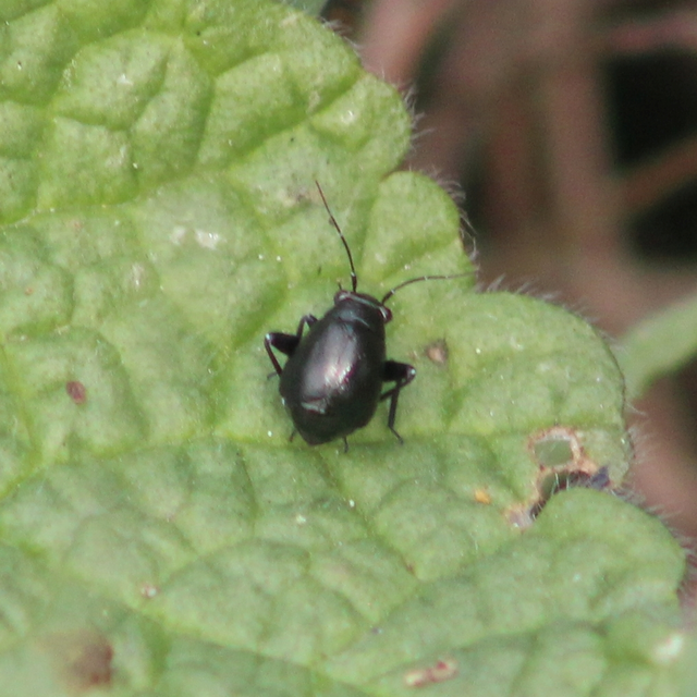 Euryopicoris nitidus