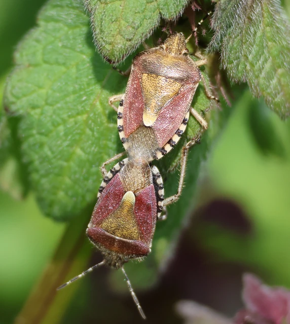 Dolycoris baccarum - közönséges bogyómászó-poloska Dolycoris baccarum - közönséges bogyómászó-poloska