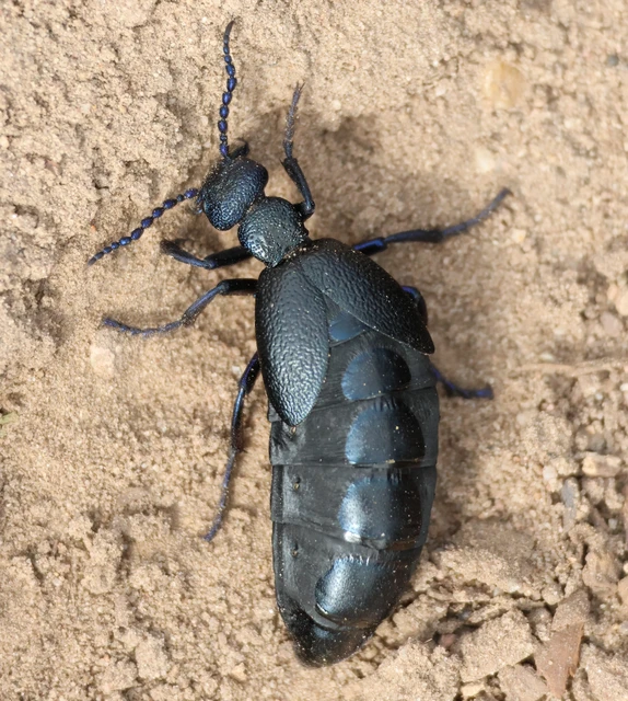Meloe proscarabaeus - közönséges nünüke