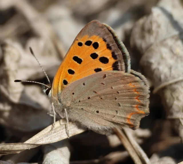 Lycaena phlaeas - közönséges tűzlepke