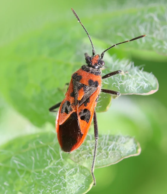 Corizus hyoscyami - piros karimáspoloska