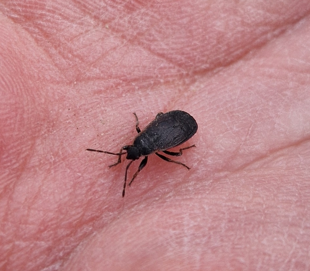 Pyrrhocoris marginatus - szegélyes bodobács
