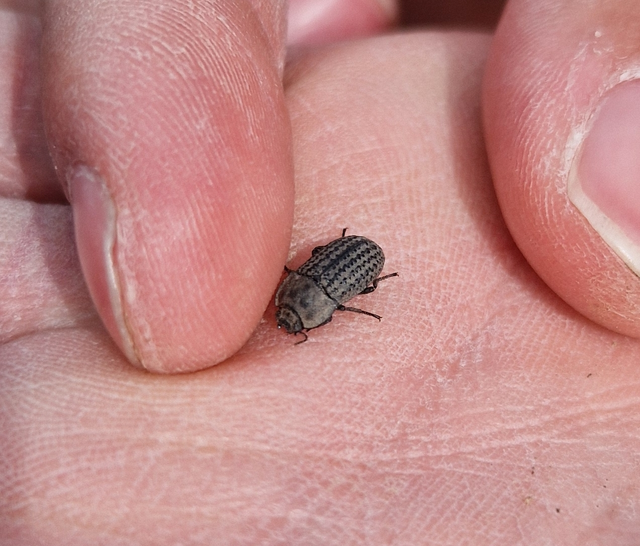 Opatrum sabulosum - sároshátú gyászbogár