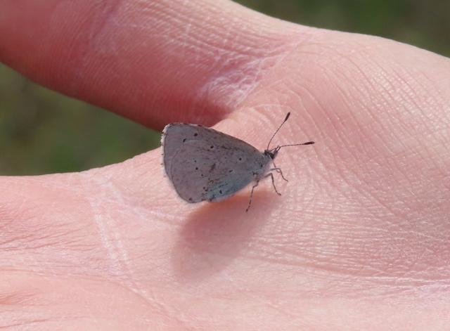 Celastrina argiolus - bengeboglárka