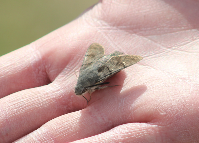 Macroglossum stellatarum - kacsafarkú szender