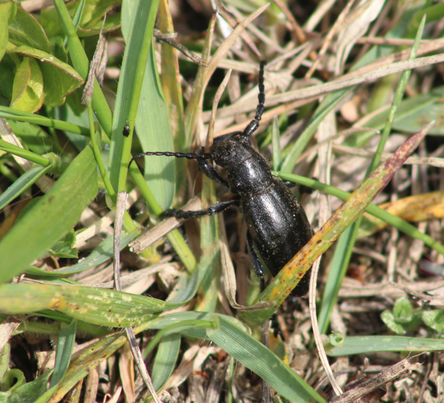 Dorcadion aethiops - fekete gyalogcincér