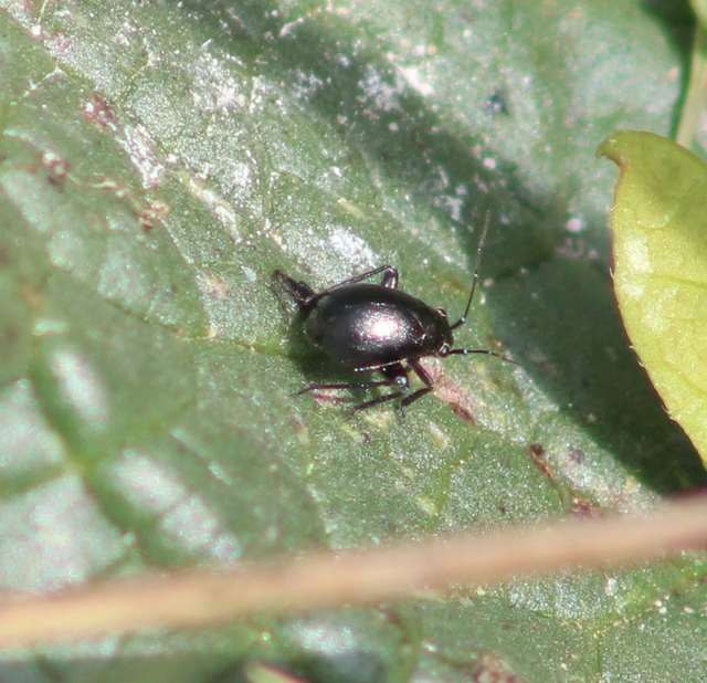 Euryopicoris nitidus