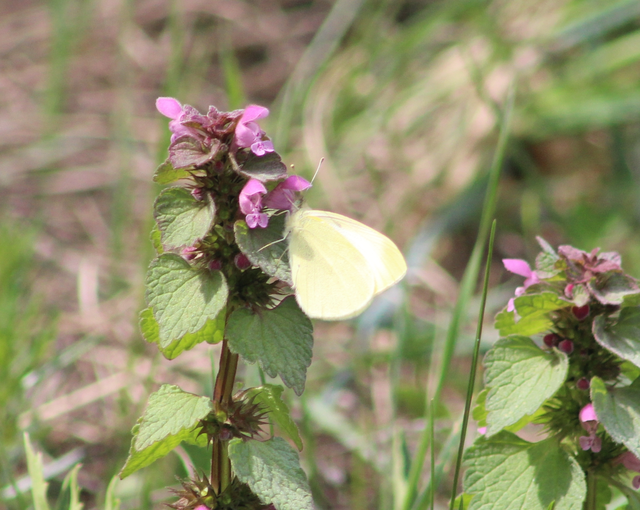 Pieris rapae - répalepke