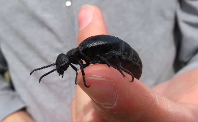 Meloe cicatricosus - óriásnünüke