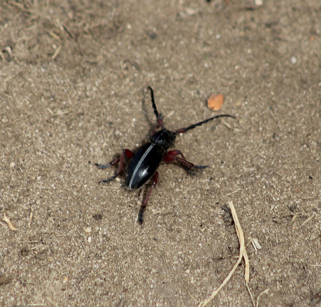 Dorcadion pedestre - kétsávos gyalogcincér Dorcadion pedestre - kétsávos gyalogcincér