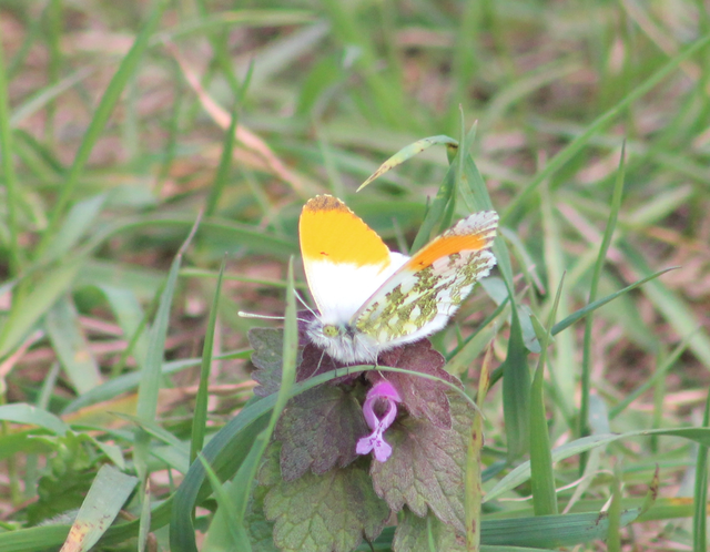 Anthocharis cardamines - hajnalpírlepke