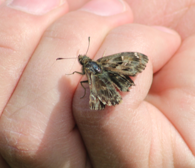 Carcharodus alceae - mályva-busalepke