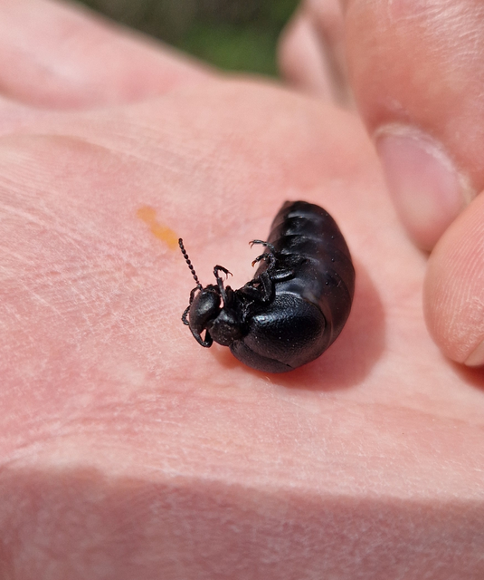 Meloe scabriusculus - érdes nünüke