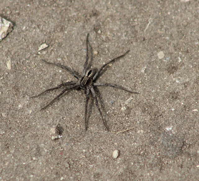 Thanatus formicinus - bársonysávos karolópók