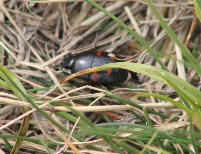 Hister quadrimaculatus - közönséges sutabogár