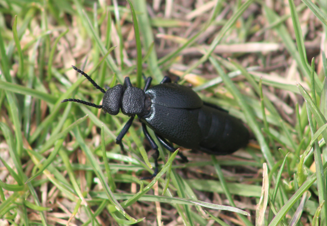 Meloe cicatricosus - óriásnünüke